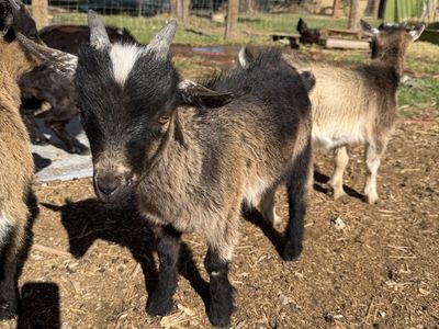 Nigerian Dwarf Goat Buckling
