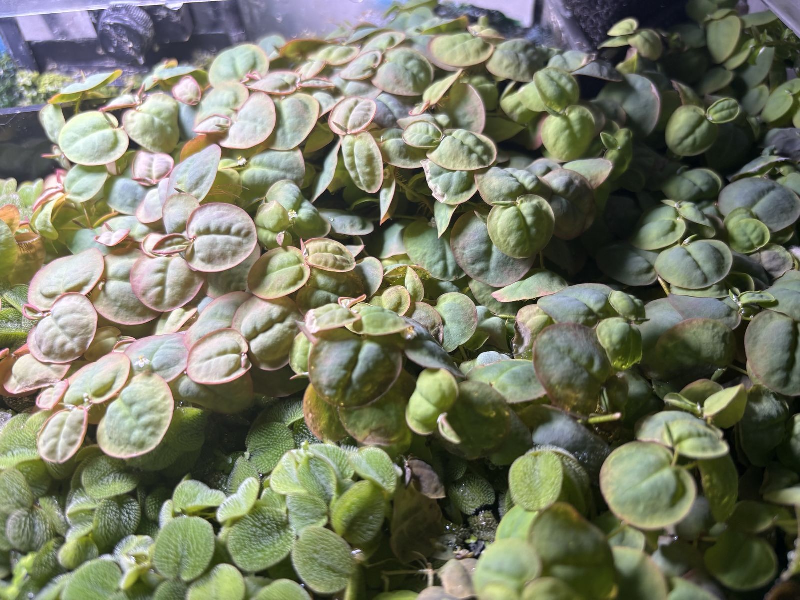floaters