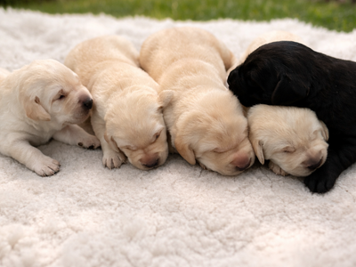 AKC Lab Labrador Puppies