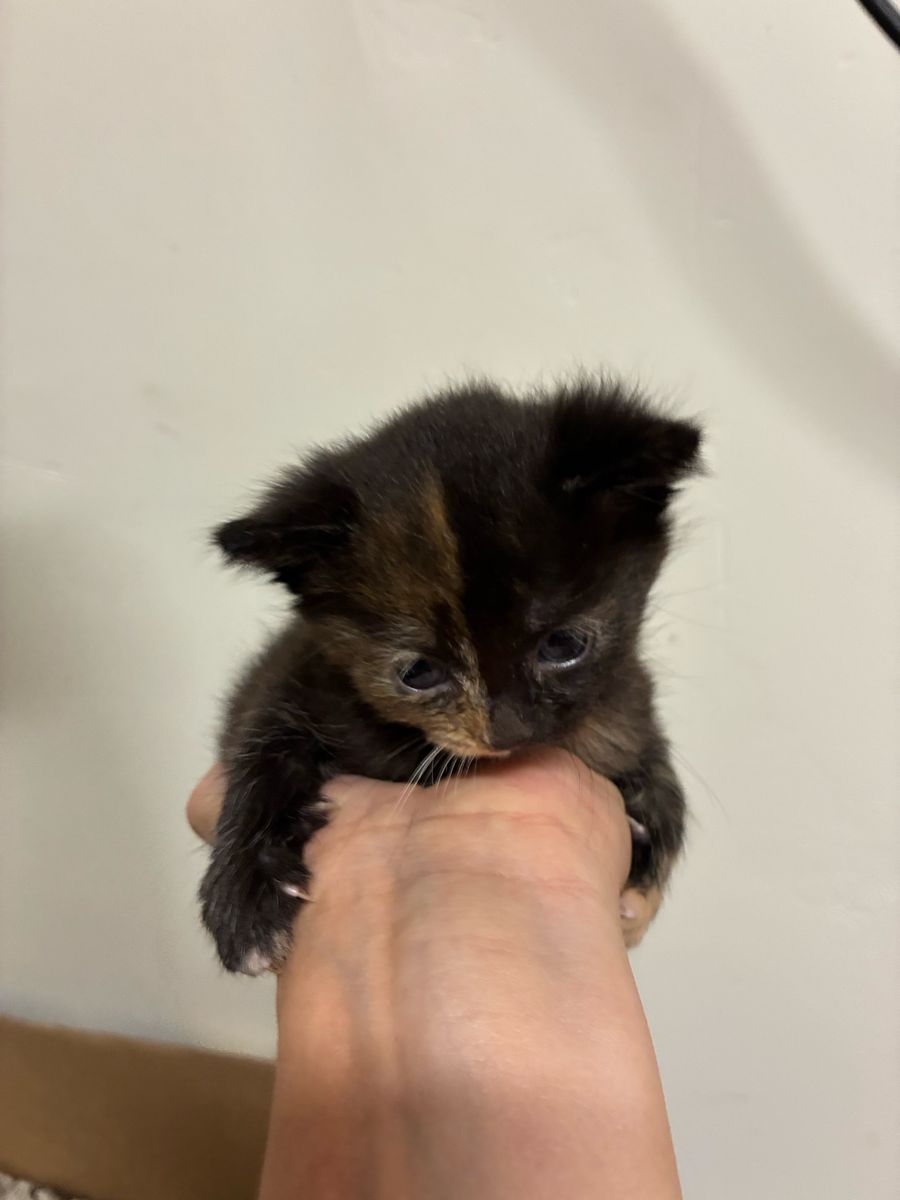 Cute tortoiseshell kitten