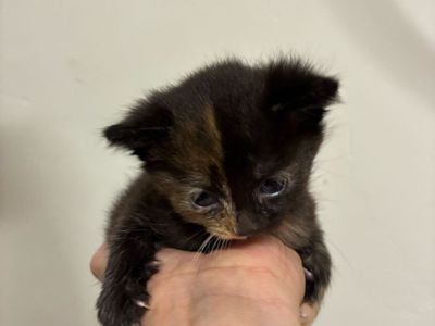 Cute tortoiseshell kitten