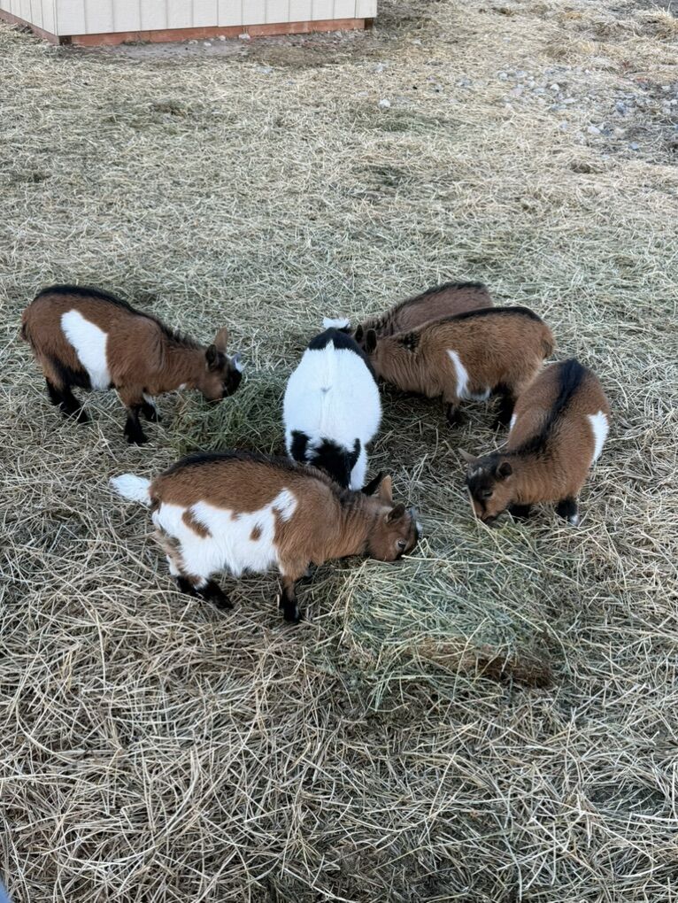 Nigerian Dwarf Bucklings