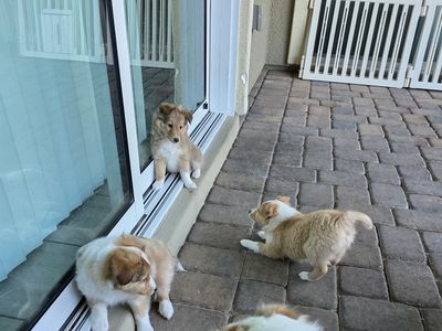 7 sheltie pups