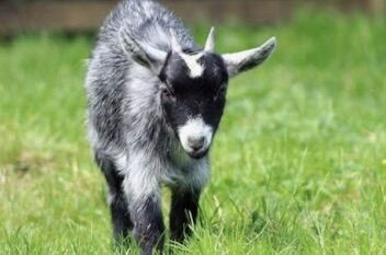 I Take Any Unwanted Goats, Pigs, Poultry And More