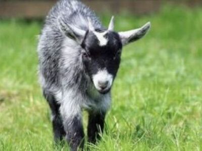 I Take Any Unwanted Goats, Pigs, Poultry And More