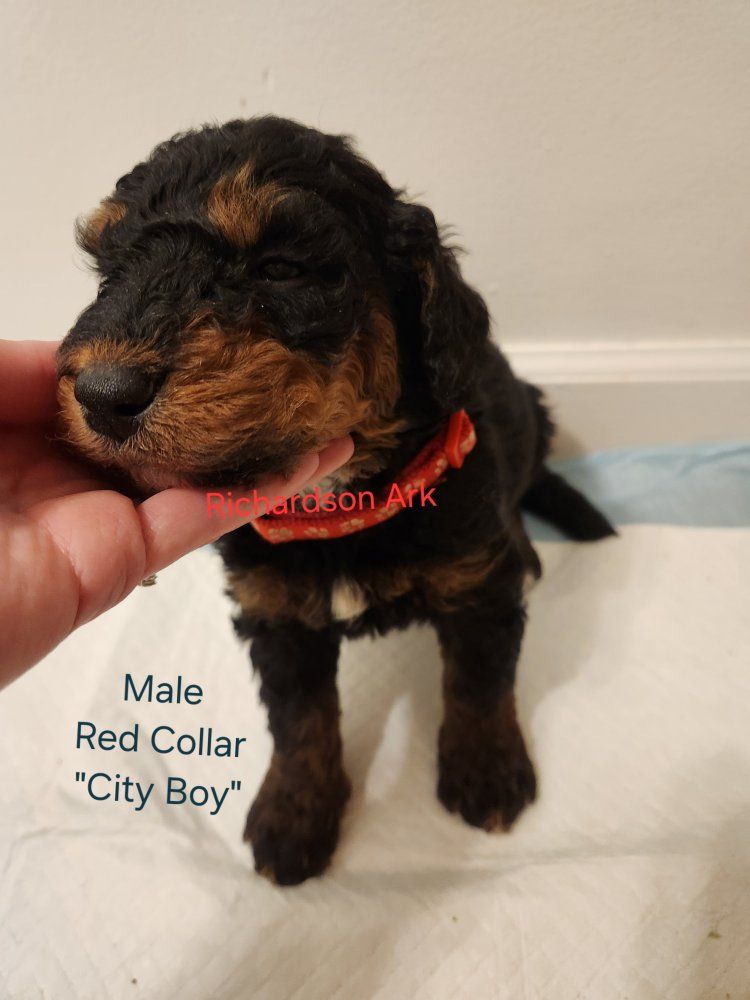 F1bb Bernedoodles