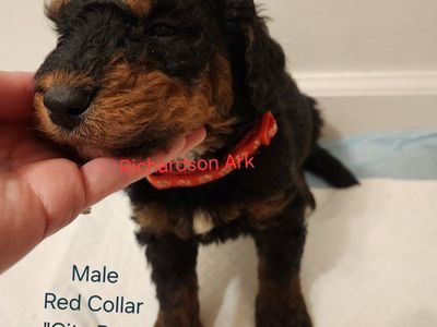F1bb Bernedoodles