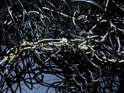 Vintage Set Of 24 Couch Coil Springs