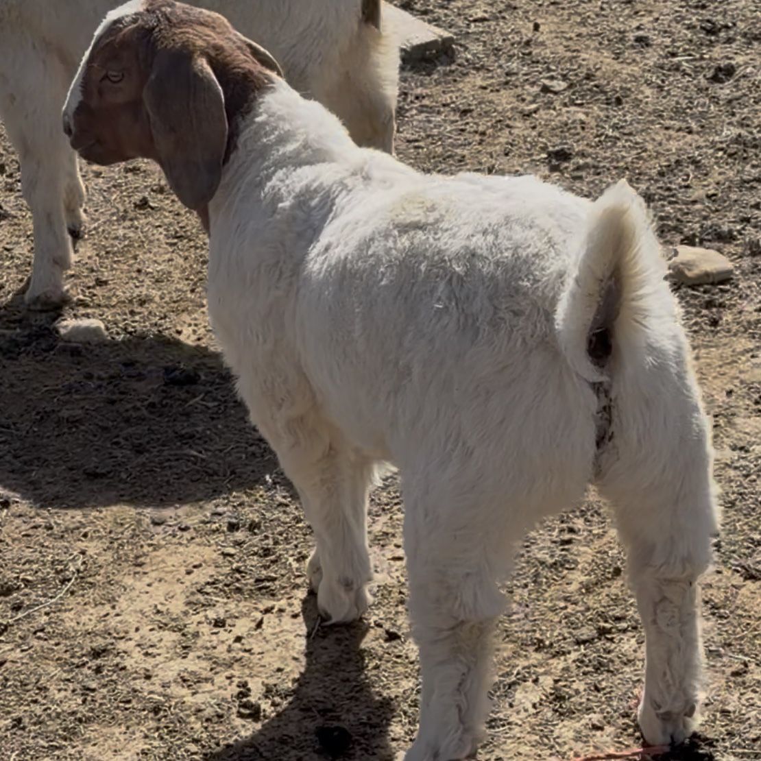 January Born Show Wether - Tag S8