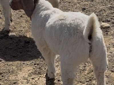 January Born Show Wether - Tag S8