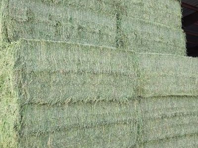 Premium Horse Hay Grass, Alfalfa and Mix