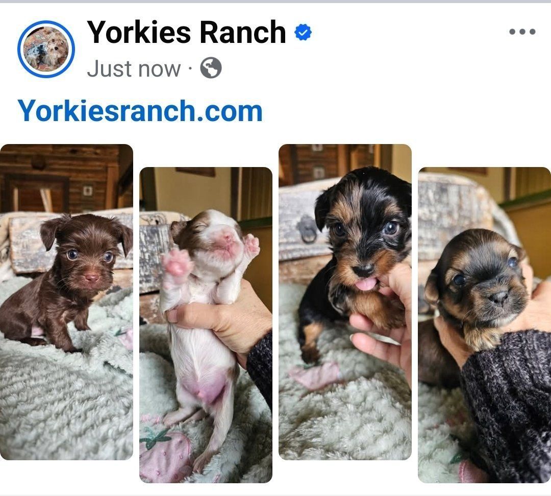 Yorkies, Yorkie Puppies • Health Guarantee.