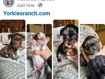 Yorkies, Yorkie Puppies • Health Guarantee.