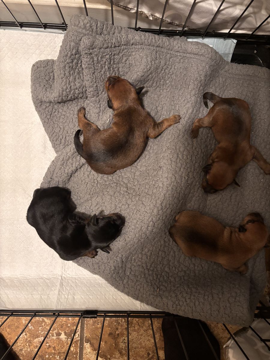 4 Tiny Mini Pin Chihuahua Mix Puppies – Born Feb 27
