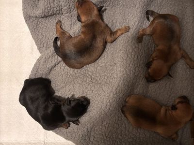 4 Tiny Mini Pin Chihuahua Mix Puppies – Born Feb 27