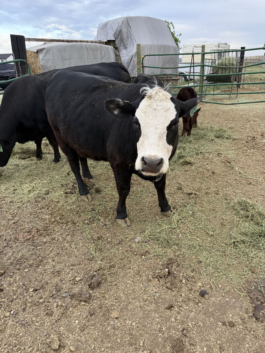 2 year old angus heifer