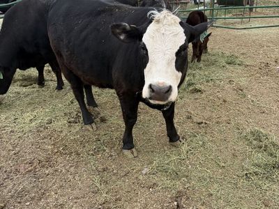 2 year old angus heifer