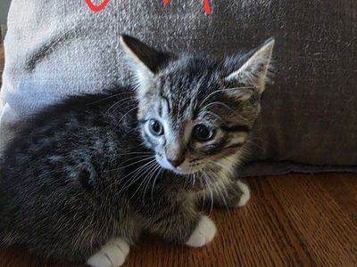 Adorable Tabby and orange Kittens