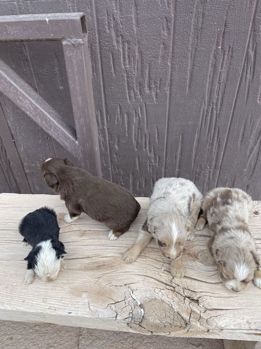 Mini Australian Shepards