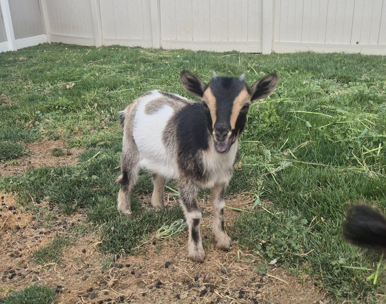 pygmy goat kids