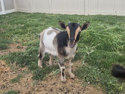pygmy goat kids
