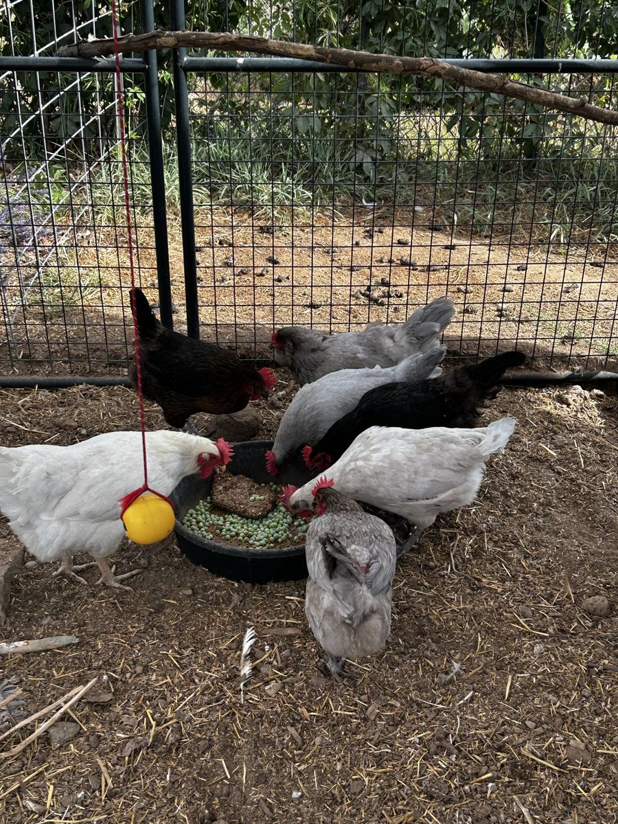 Chicken - Live Poultry