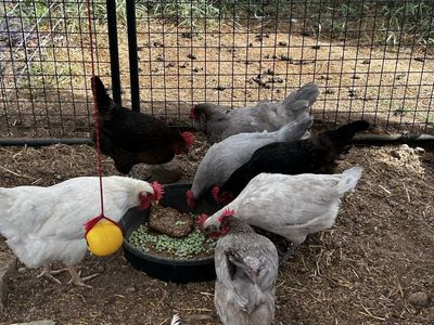 Chicken - Live Poultry