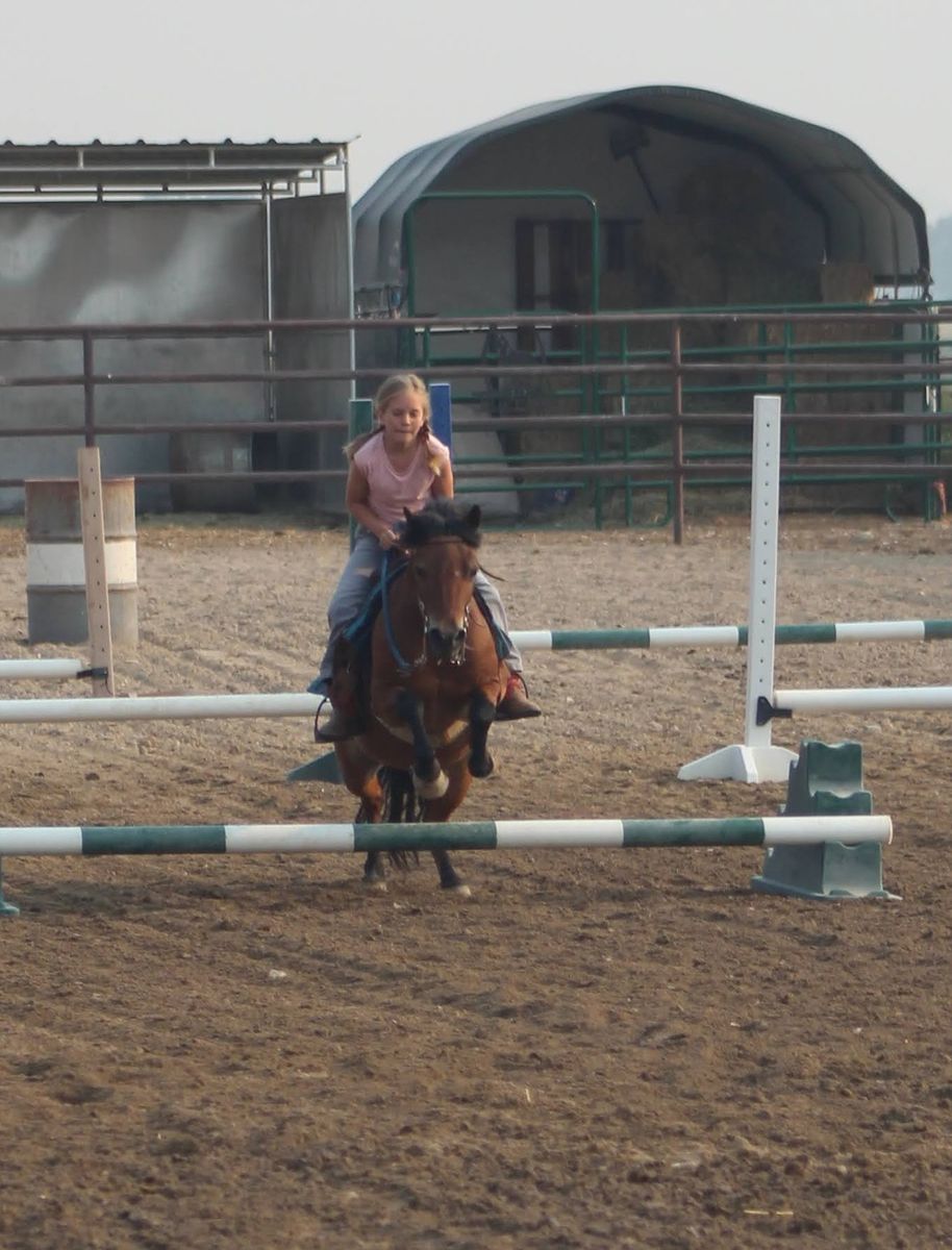 12 yr Old Kid Pony and cart