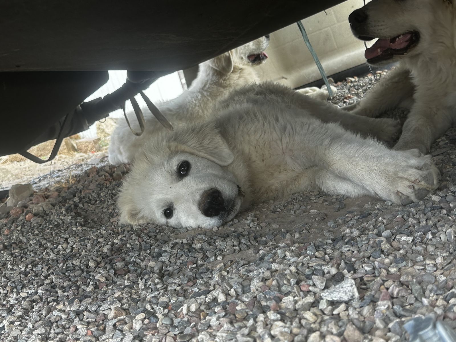 Livestock guardians