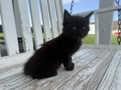 Boy kittens kitty black, orange, calico/Torbie