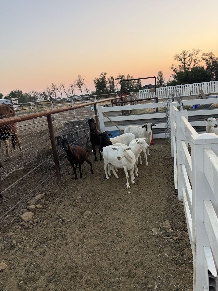 Sheep