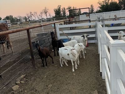 Sheep