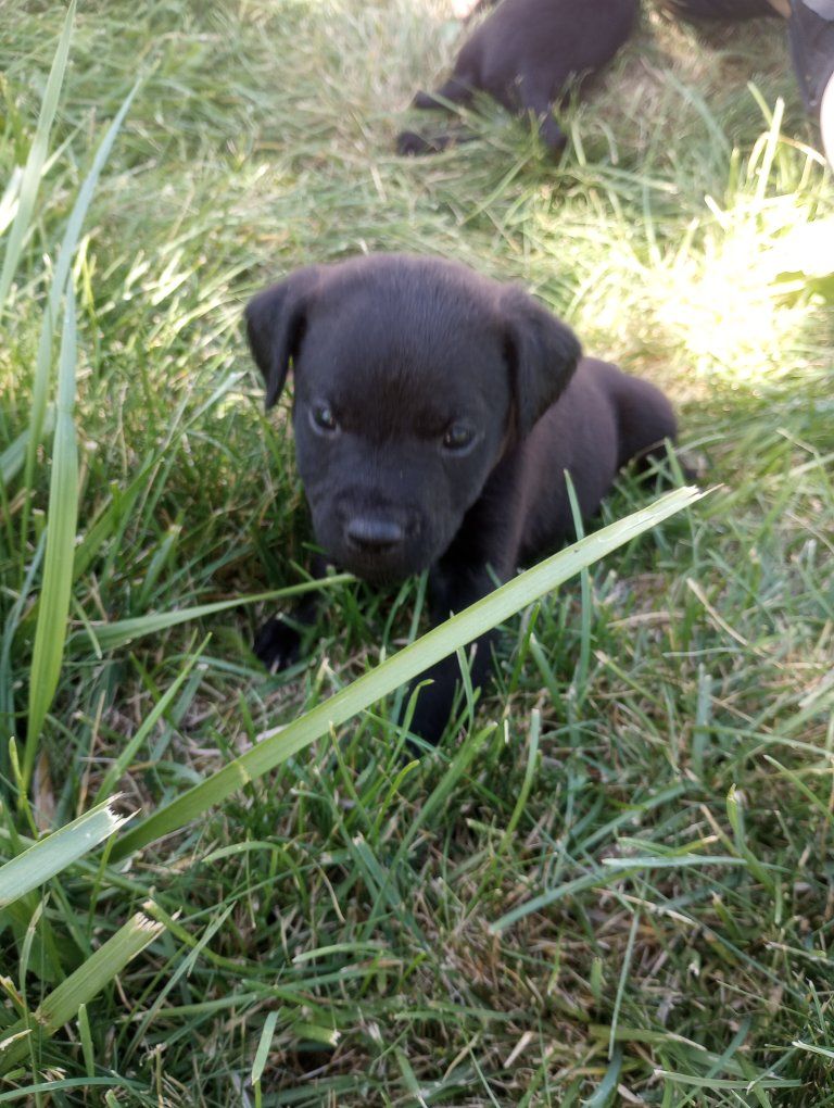 Patterdale Puppies