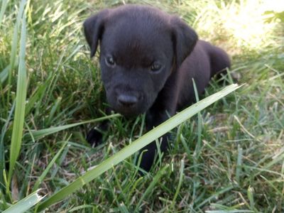 Patterdale Puppies