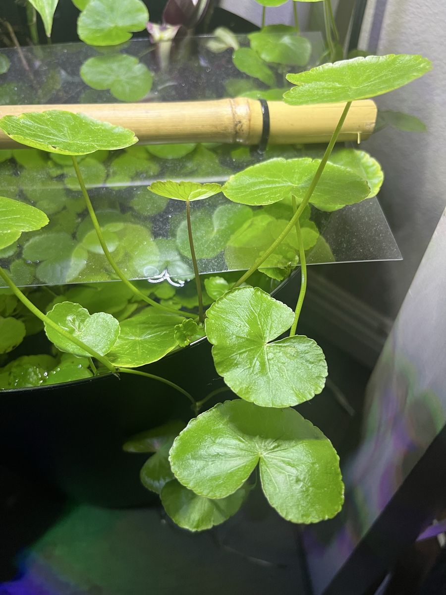 Brazilian Pennywort Aquarium Plant (3 shoots)