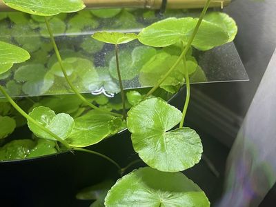 Brazilian Pennywort Aquarium Plant (3 shoots)