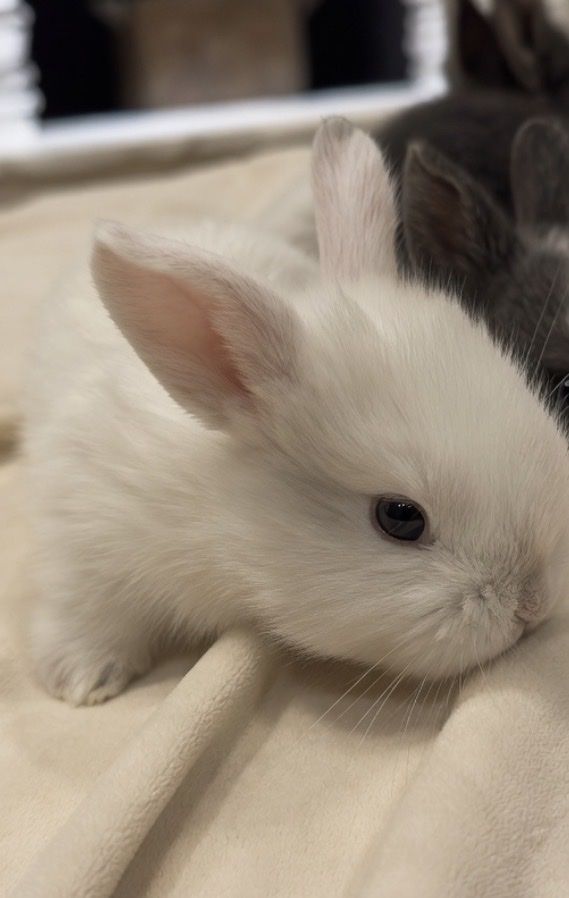 Holland Lop Baby Bunny Rabbit