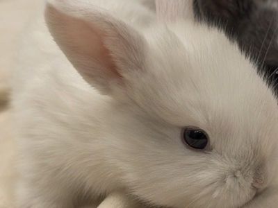 Holland Lop Baby Bunny Rabbit