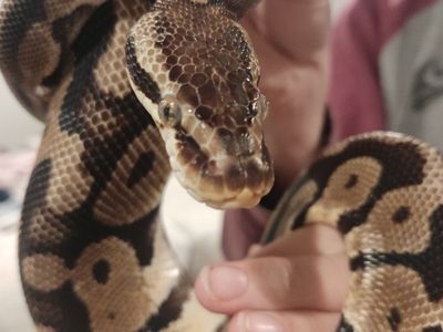 Ball python $200.