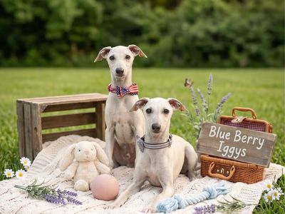 Italian Greyhound Puppies for Sale CUTE!!!