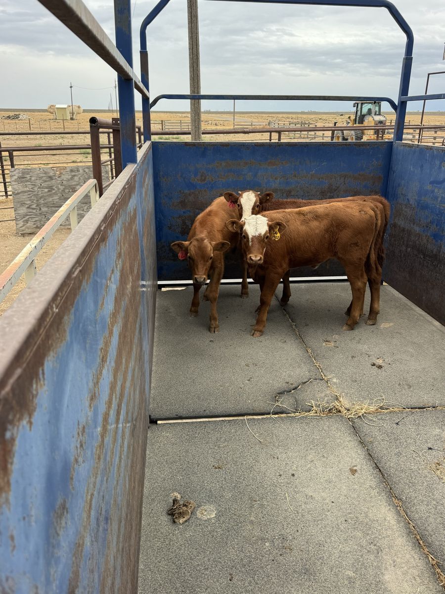 Three Red Corriente Tie Down Roping Calves (2 Steers, 1 Heifer)