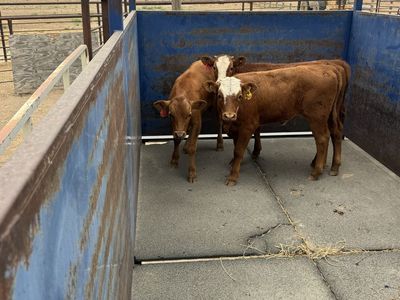 Three Red Corriente Tie Down Roping Calves (2 Steers, 1 Heifer)