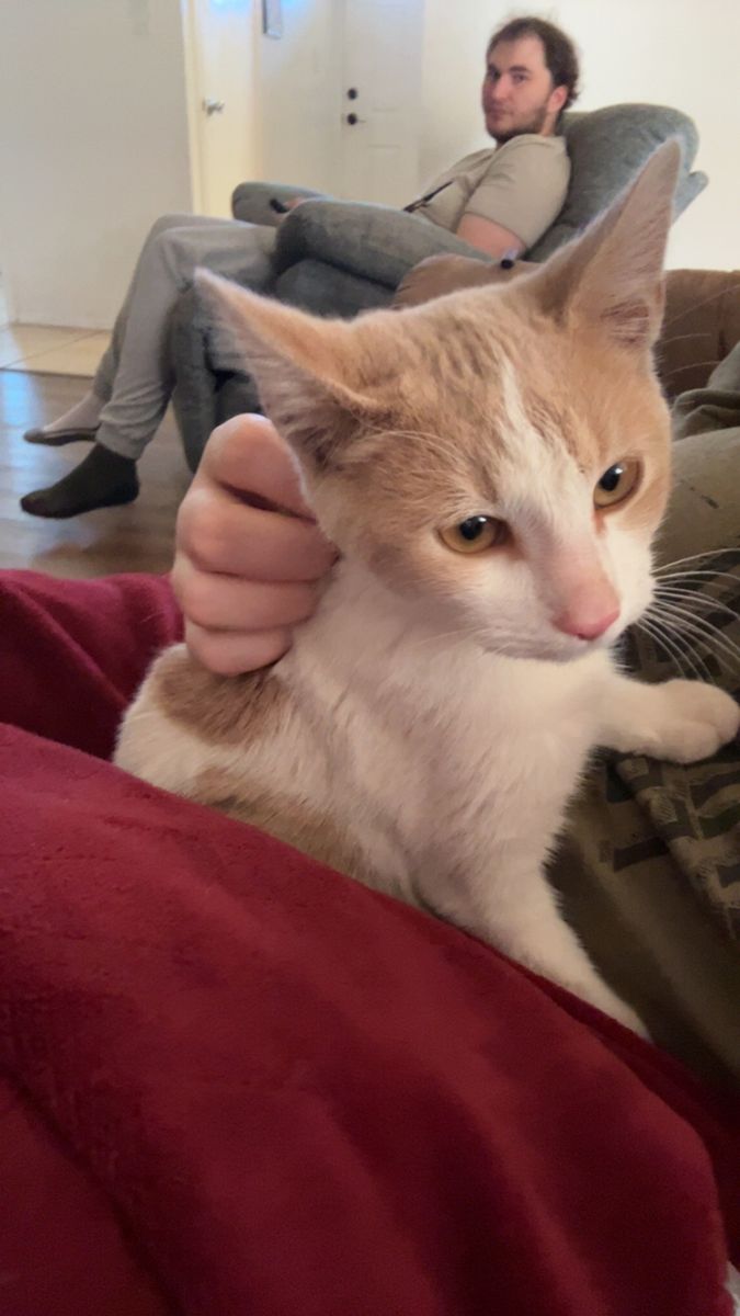 White And Tan Male Cat For Sale