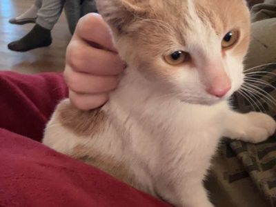 White And Tan Male Cat For Sale