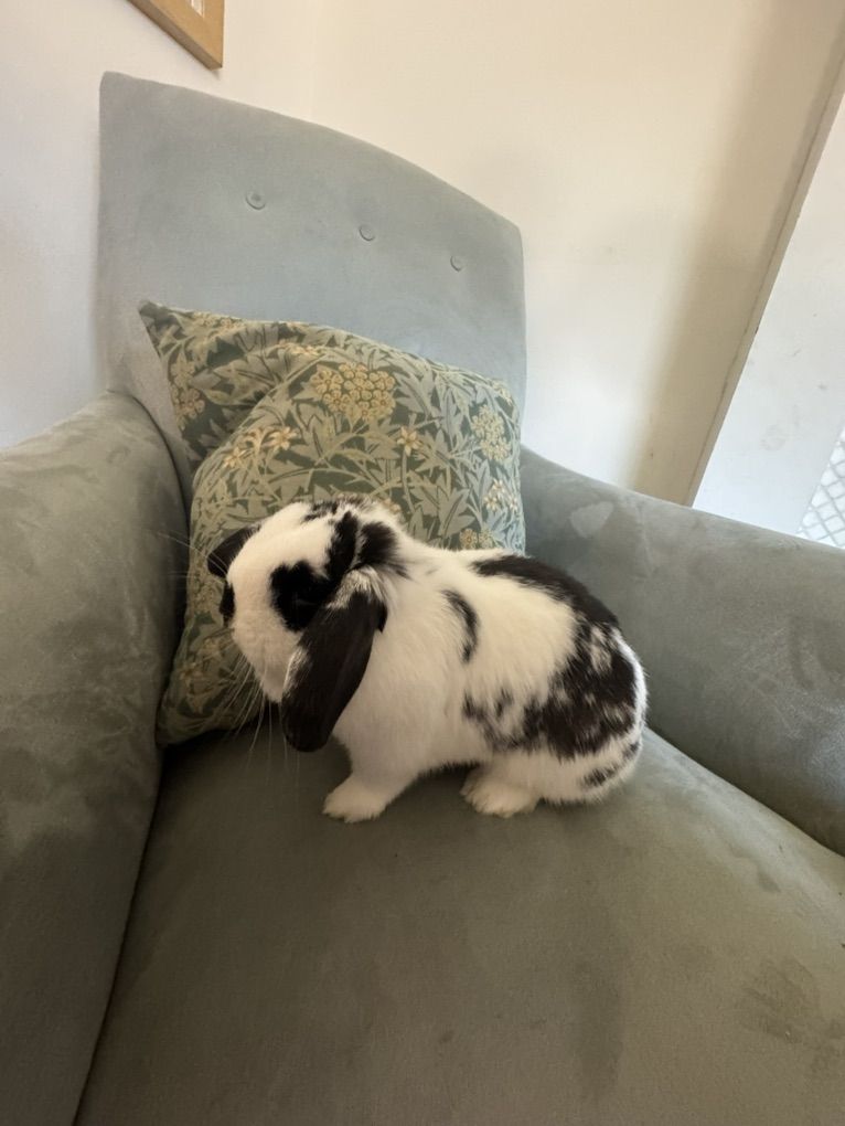 Mini Holland Lop for Easter!