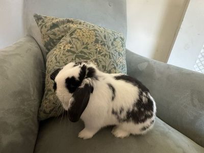 Mini Holland Lop for Easter!
