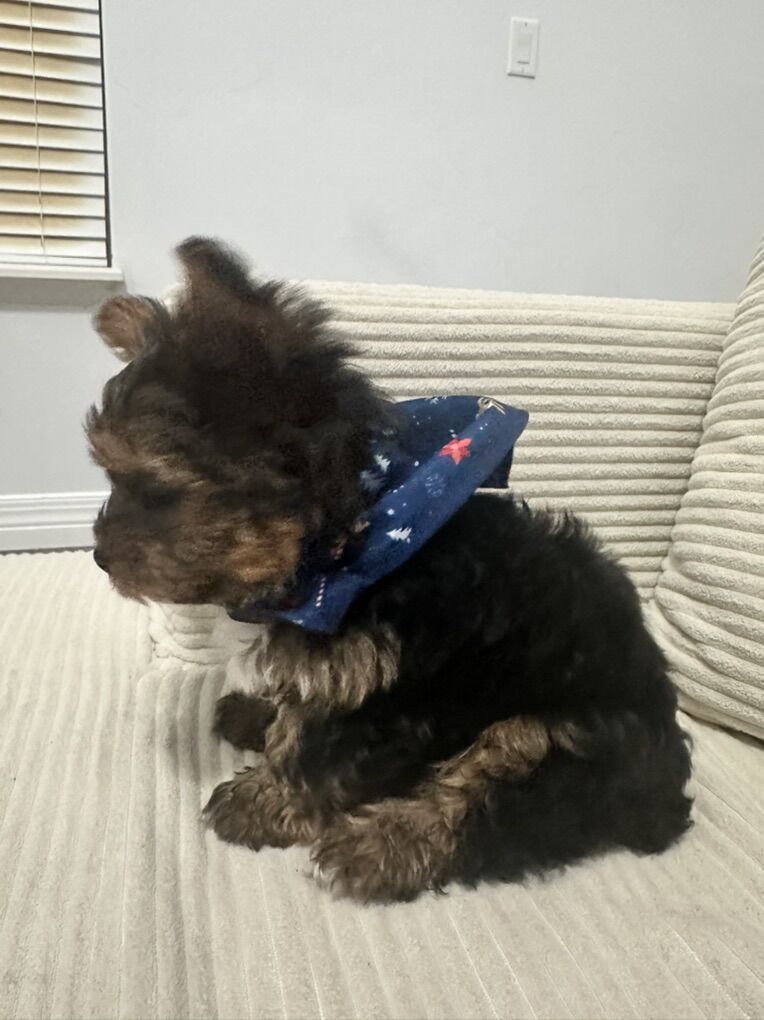 Yorki Puppy