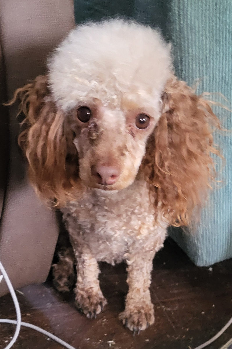 2-Year-Old Male Poodle, Hypoallergenic & Potty-Trained - Needs Neutering