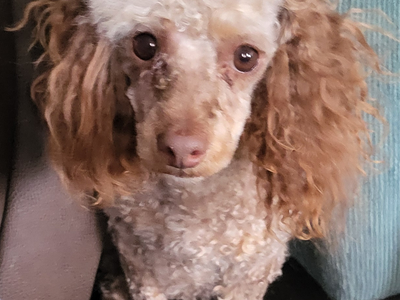 2-Year-Old Male Poodle, Hypoallergenic & Potty-Trained - Needs Neutering