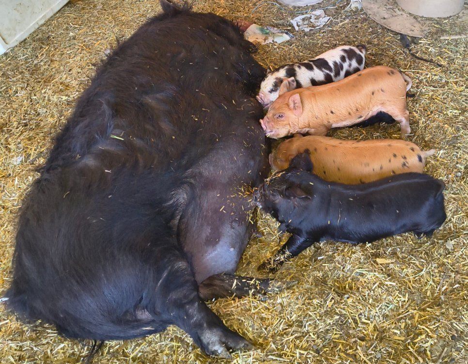 8 week old kune kune Piglets for Sale - 1 girl left and 2 boys